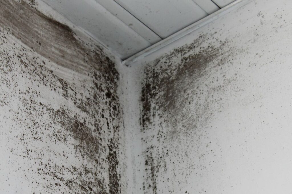 Mold or mildew growth