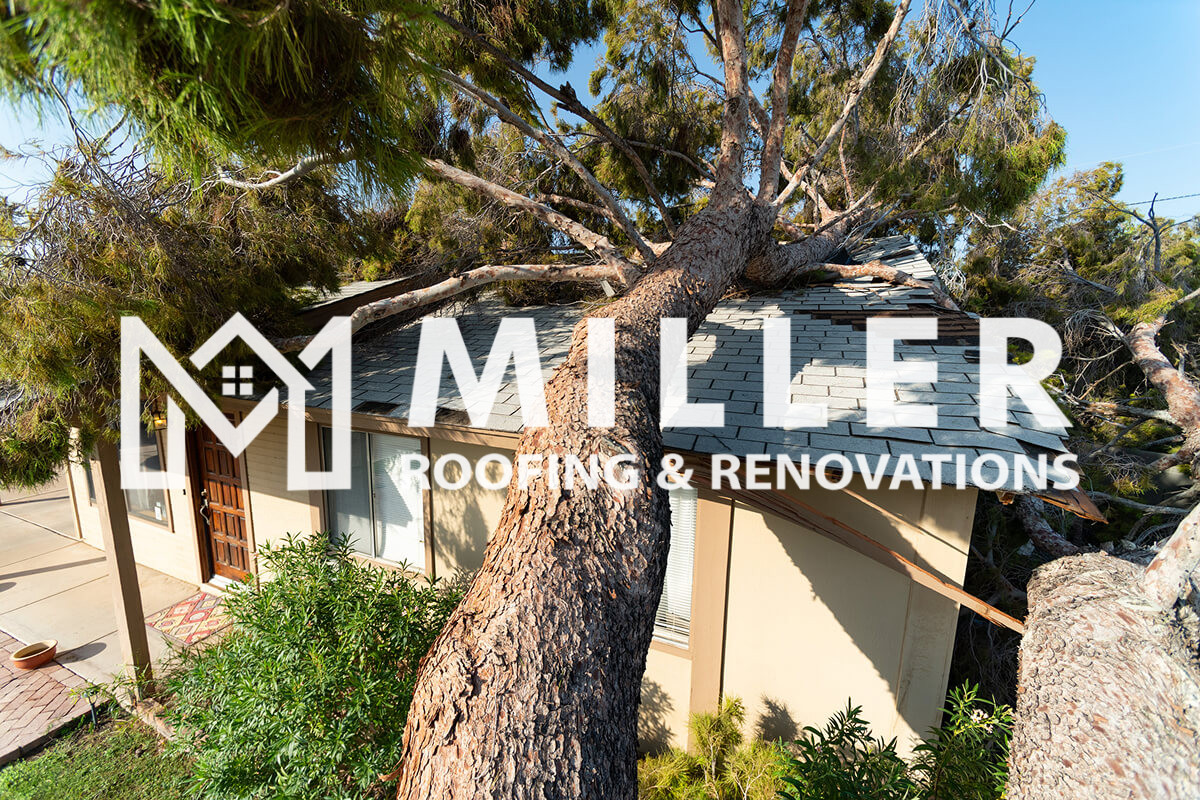 Fallen tree on house roof causing damage to shingles